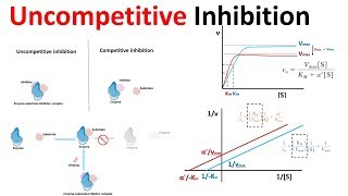 uncompetitive inhibition [upl. by Nishom790]