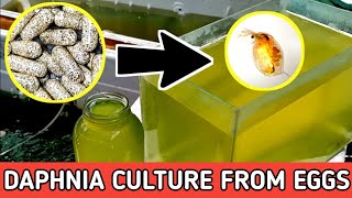 HOW TO HATCH DAPHNIA EGGS  HOW TO CULTURE DAPHNIA [upl. by Duomham]