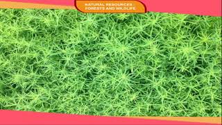 NATURAL VEGETATION OF INDIA class8 [upl. by Eseilana]