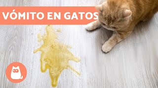 ¿Por qué mi GATO VOMITA  8 CAUSAS más comunes [upl. by Pendleton]