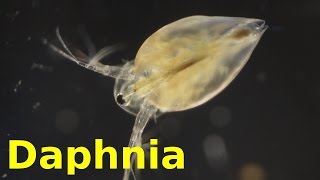 Daphnia [upl. by Lehsar]