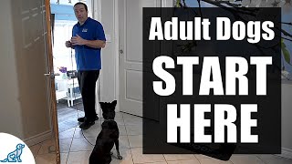 The First Steps For Training Your RescueRehomedAdult Dog [upl. by Bahe100]