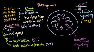 Escherichia coli pathogenesis [upl. by Ailegave]