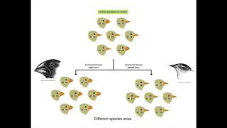 Genetic Analysis of the Galapagos Finches [upl. by Mahmud]