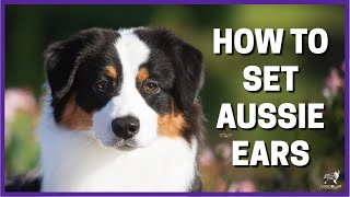 How To Set Aussie Ears [upl. by Grantham290]