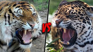 TIGER VS JAGUAR  Who Would Win [upl. by Towbin]