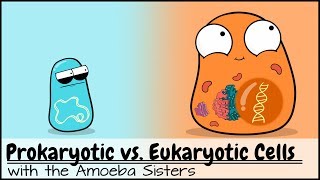 Prokaryotic vs Eukaryotic Cells Updated [upl. by Saalocin]