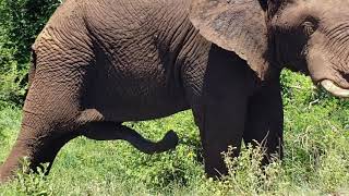 Elephant with five legs in Kruger National park south Africa [upl. by Nayb]