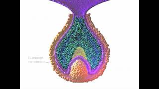 Early Tooth Development [upl. by Behl]