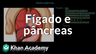 Fígado e pâncreas [upl. by Lita]