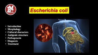 Escherichia coli E coli [upl. by Aicirtam]