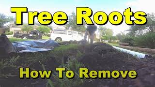 Yard Drain  How to Cut Large Tree Roots [upl. by Sopher175]