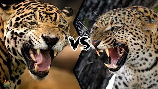 JAGUAR VS LEOPARD  Who will win this battle [upl. by Nnairda]