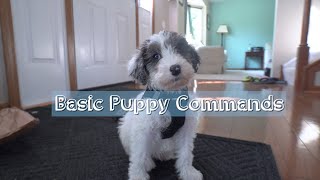 Essential TricksCommands for Aussiedoodle Puppies Before Full Grown [upl. by Mauri]