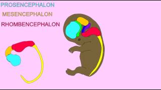 EMBRYONIC DEVELOPMENT THE BRAIN [upl. by Sapowith]