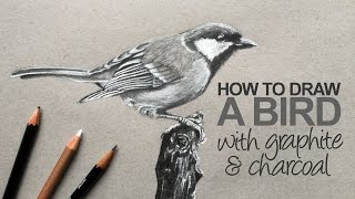 How to Draw a Realistic Bird [upl. by Secnarf932]