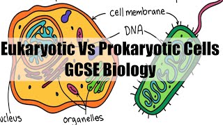 Eukaryotic vs Prokaryotic Cells  GCSE Biology [upl. by Wendelin]