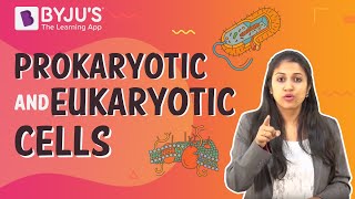 Prokaryotic and Eukaryotic Cells [upl. by Yleak]