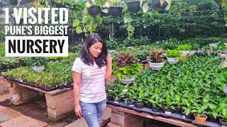 Biggest Plant Nursery in Pune  Sanjay Nursery Tour [upl. by Shere285]