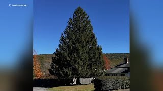 2024 Rockefeller Center Christmas tree selected from Massachusetts [upl. by Bernadine902]