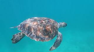 Sea Turtle Identification Tips [upl. by Efar]