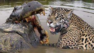 JAGUAR VS CROC Fight To Death  Love Nature [upl. by Ramey]