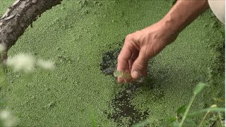 Understanding Cyanobacteria and Cyanotoxins [upl. by Ahsikyt]