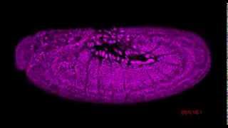 Drosophila embryogenesis [upl. by Inanaup]