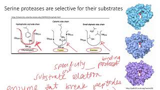 Enzymes Serine Proteases Dr Terrell [upl. by Aelgna]