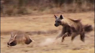 Aardvark Anteater Tries to Outrun Hyena in an Epic Chase [upl. by Sirref]