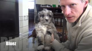 Mini AussieDoodle puppies at 7 weeks old [upl. by Nayt]