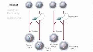 Visualizing Nondisjunction [upl. by Slavin862]