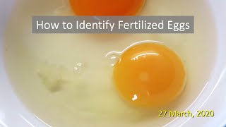 How to Identify Fertilized Eggs [upl. by Ardnoyek]