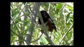 Spotted Towhee quoterweequot call [upl. by Ailil]