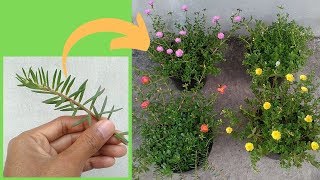 How to Grow Moss Rose Portulaca and Purslane from Cuttings [upl. by Anahsat]