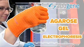 Agarose Gel Electrophoresis [upl. by Senecal]