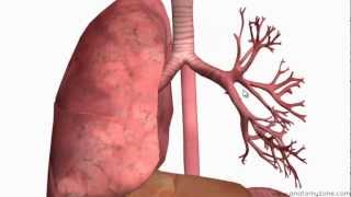 Respiratory System Introduction  Part 2 Bronchial Tree and Lungs  3D Anatomy Tutorial [upl. by Kirchner]