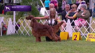 Setters Irish  Breed Judging 2021 [upl. by Biel284]