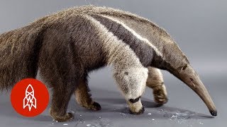 The Giant Anteater Carries On 25 Million Years and Counting [upl. by Mafalda]