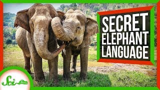 The Secret Language of Elephants [upl. by Parthen837]