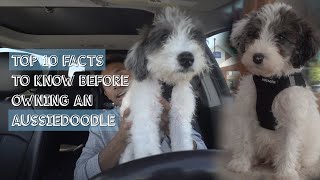 Top 10 Facts To Know Before Owning an Aussiedoodle [upl. by Onifur]