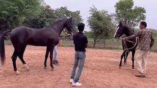 Marwari Horse Breeding  Marwari horses  black horses  stallion horses  horse breeding [upl. by Phiona]