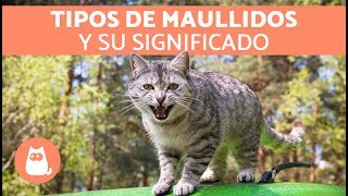 Maullidos de los gatos y su SIGNIFICADO [upl. by Yra182]