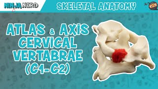 Atlas amp Axis Cervical Vertebrae C1C2 Anatomy [upl. by Heger]