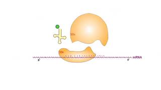 Protein Synthesis Inhibitors antibiotics animation video [upl. by Adnaloj]