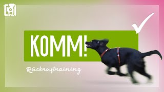 Rückruftraining  ein bombenfestes KOMM beibringen [upl. by Sergius756]