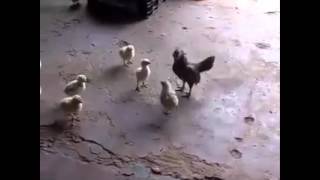 Pelea de pollito como un gallo [upl. by Artimid]