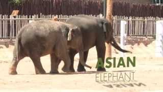 All About Asian Elephants [upl. by Sullivan759]