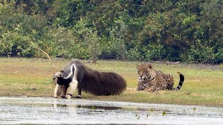 Jaguar Stalks Giant Anteater Only To Watch It Walk Off [upl. by Inaoj669]