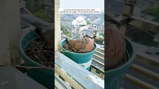 A woman supported a mother turtle dove in raising her chicks [upl. by Fenn587]